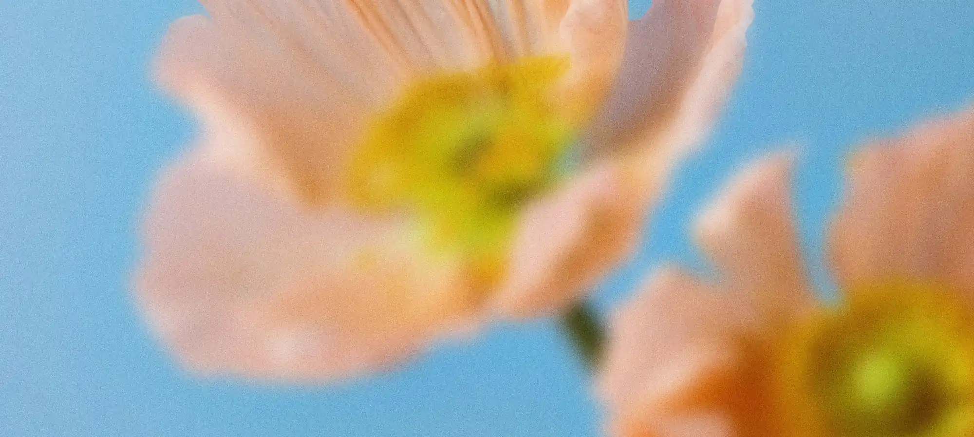 blurred abstract image of flower